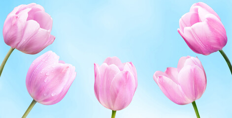 Spring Nature background with pink tulip flowers.