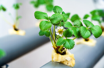 Hydroponics row in plantation. The hydroponics strawberry . Farm, technology concept.