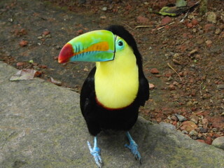 Tucan  © Hugo
