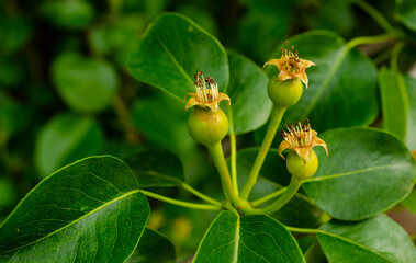 Green group of young pears on tree branch, selective focus close up. Beautiful young pear fruits after flowering in the orchard during spring season