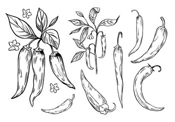 Spicy pepper. sketch illustration. Black outline on transparent background. Vector © aksol