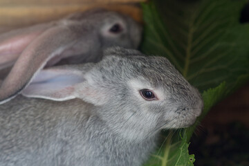 Gray domestic rabbits chew on a large green leaf. Close-up. Farm animals.