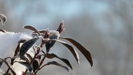 hoarfrost and snow on on plant with red leaves closeup