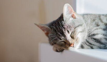 A cute gray cat sleeps on the windowsills in the sun. The kitten squints its eyes in a dream. Close-up. Copyspace