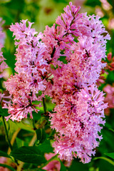 Fototapeta premium pink and white flowers