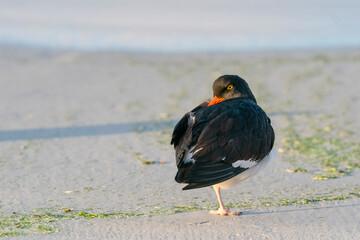 The Pied Oystercatcher (Haematopus leucopodus)
