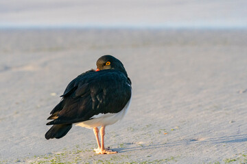 The Pied Oystercatcher (Haematopus leucopodus)