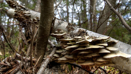 Fototapeta na wymiar Mushrooms growing on birch tree Fishing Outpost Ontario Canada Outdoors Wilderness Off Grid