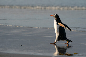 The Gentoo Penguin (Pygoscelis papua)