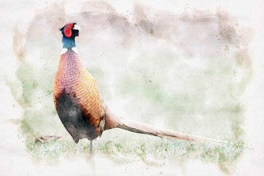 Ringneck Pheasant (Phasianus colchicus)