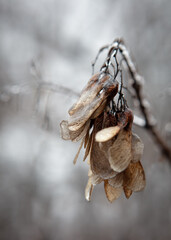 Maple tree seeds and branch covered in ice after a winter storm - macro shallow focus
