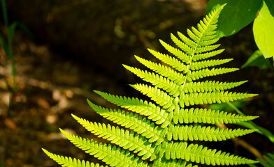 fern leaf on blurred dark ground background in forest