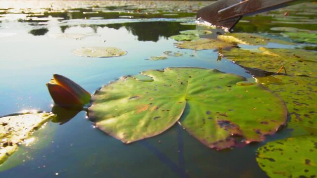 Boat sailing through the leaves of lilies at the lake in slow motion.
