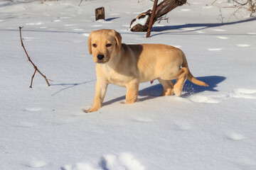 Small cute labrador retriever puppy dog in white snow