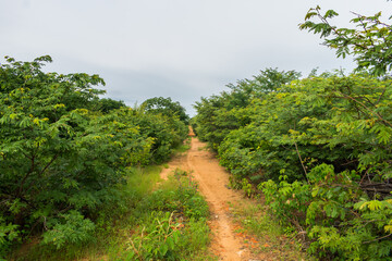 Fototapeta na wymiar Countryside paths in Oeiras, Piaui (caatinga biome) lush and green in the rainy season - Northeast Brazil
