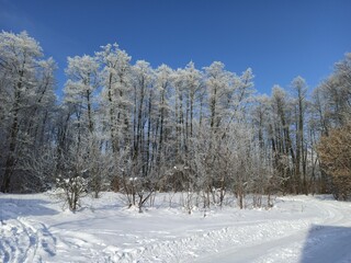 Trees covered with hoarfrost. Frosty weather. Winter park with beautiful trees