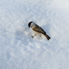 The bird flew in and sat on the white snow. Small bird Marsh tit (Poecile palustris).