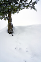 Footprints of wildlife in snowy landscape