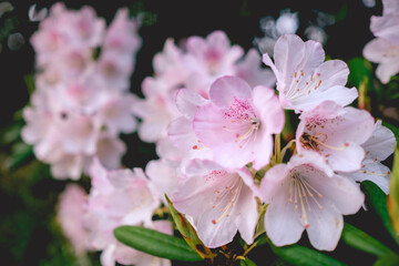 Closeup of beautiful sakura flowers at Inari Mountain, Japan
