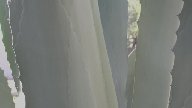 The pulque plant - Beautiful Maguey fields in Mexico
