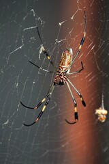 yellow orb weaver on web