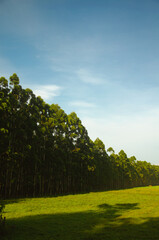 sunlight over trees, in nature and blue sky