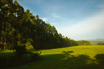 countryside, forest of pins, landscape, place to relax, lots of nature