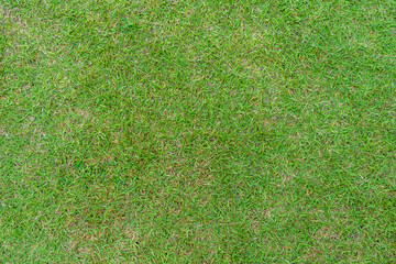 Grass pattern texture for background. Green lush lawn.