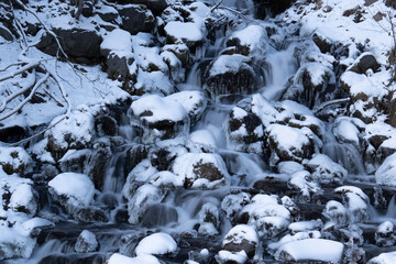 snow covered branches