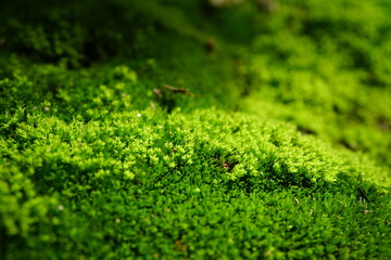 Macro closeup photo of bright green algae.