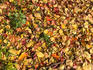 autumn leaves background