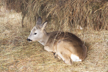A little cute fawn lies on a haystack.