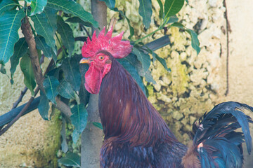 Soft focus photo of rooter with red comb.