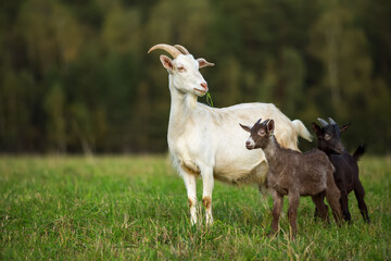 Domestic goats graze in the field in summer