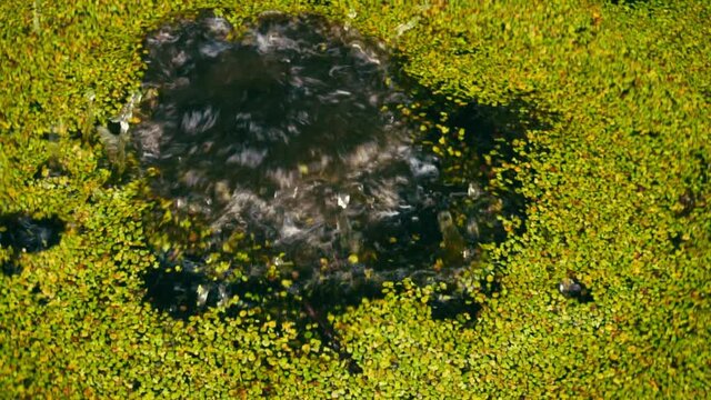 stone falls in slow into a swamp covered by green mud in slow motion
