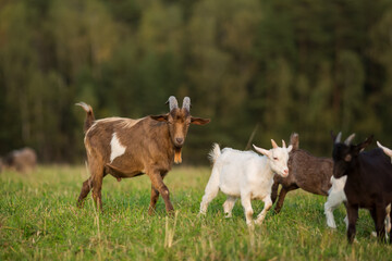 Naklejka na ściany i meble Domestic goats graze in the field in summer