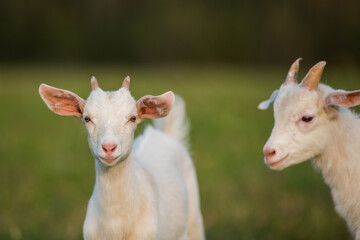 Domestic goats graze in the field in summer