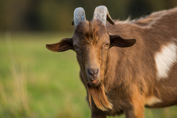 Close-up portrait of a goat in the field