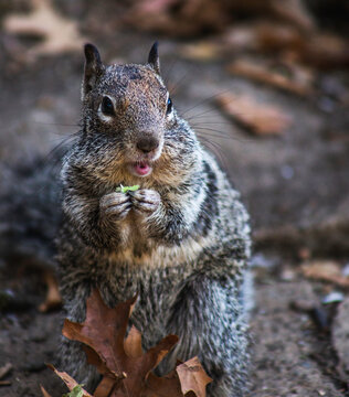 Squirrel stopping mid snack to stare at something.