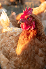 close up of a brown chicken in the sun