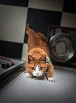 Cute orange and white tabby cat climbing up wall while hunting (bugs).