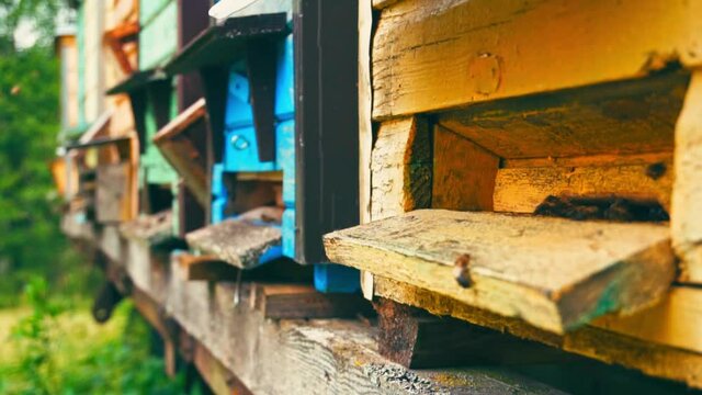 colorful wooden beehives and flying bees in slow motion
