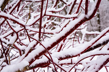 Chaotic spreading growth design of dogwood shrub branches covered with fresh snow in January, Michigan, USA