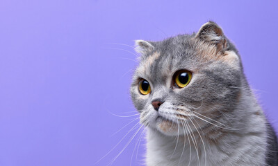 Close up portrait of purebred scottish fold cat looking one side puerple blue background