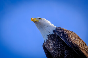 american bald eagle