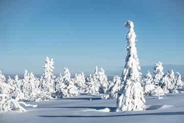 Fototapeta na wymiar Snow-covered trees in Finland's polar winter