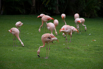 Teneryfa, Loro Parque, Flamingi