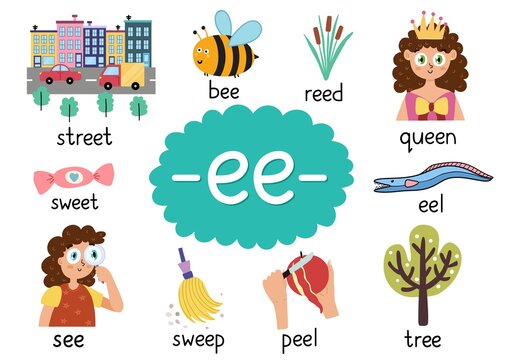 Ee Digraph With Words Educational Poster For Kids. Learning Phonics For School And Preschool. Phonetic Worksheet. Vector Illustration