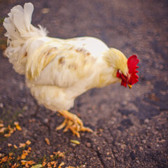Portrait of a white rooster walk on a road in autumn