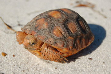 Baby orange colored Florida gopher tortoise (Gopherus polyphemus) on white sugar sand